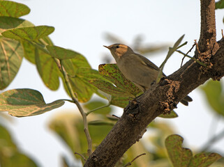 common chiffchaff on the branch