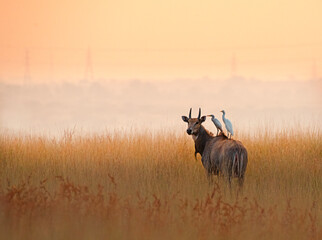 Fototapeta premium Blue bull with Egrets
