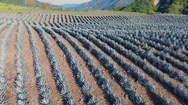 AGAVES TEQUILA