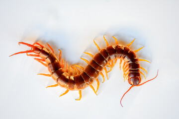 Fototapeta premium Centipedes are poisonous animals and dangerous to humans. It is an animal that has many legs and an adult body. on a white background