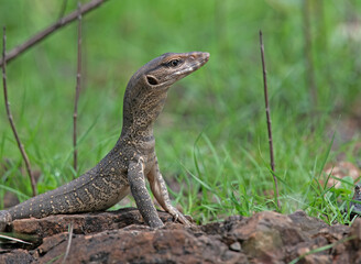 lizard on the rock