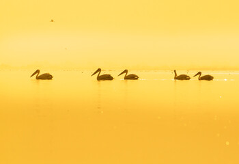 Sunset with Birds
