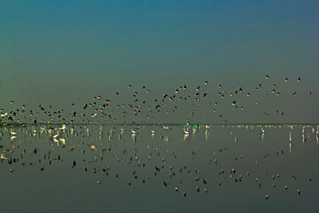 birds in flight