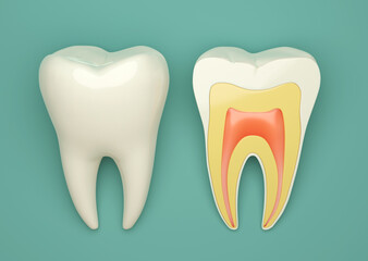 Abstract dental 3D illustration with two human teeth. 