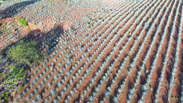  MAGUEYES PENCA AGAVE DESTILADO TEQUILA
