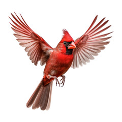 Northern Cardinal bird.  Isolated on transparent background. - obrazy, fototapety, plakaty