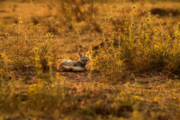 The Bengal Fox in evening