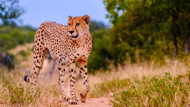 Cheeta wild animal in Kruger National Park South Africa at sunset, Cheetah on the Hunt during sunset in a private game reserve in South Africa