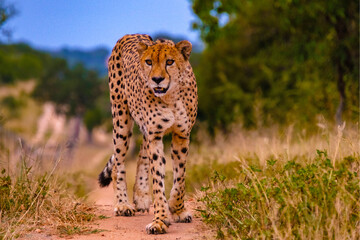 Cheeta wild animal in Kruger National Park South Africa, Cheetah on the Hunt during sunset. - obrazy, fototapety, plakaty