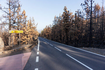 Burnt trees on the TF-21 road in Tenerife. Fire disaster in summer 2023. Canary Islands. Spain