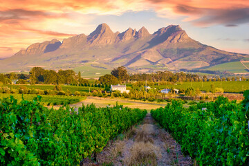 Obraz premium Vineyard landscape at sunset with mountains in Stellenbosch, near Cape Town, South Africa. wine grapes on vine in the vineyard at Stellenbosch