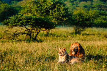 African Lions during safari game drive in Kruger National Park South Africa. close up of Lions during a safari in South Africa in the morning light © Chirapriya