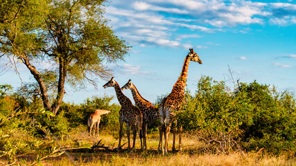 Giraffe family in the bush of Kruger National Park South Africa during sunset. Giraffe family at...