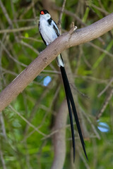 Dominikanerwitwen Männchen im Prachtkleid frontal auf einem Ast sitzend