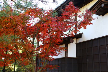 紅葉。秋の東京・世田谷の風景。二子玉川公園帰真園にて。