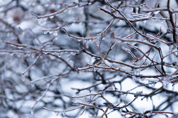 Fototapeta na wymiar winter icy nature. beauty of winter season nature. icy twigs outside. winter nature season