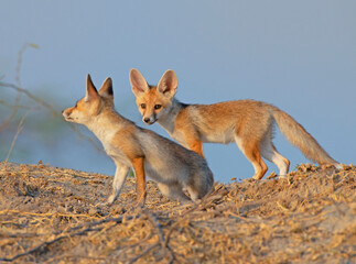 The Desert Fox Cubs In Payfull evening.