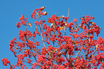 branch of rowan with bright berries on blue sky background