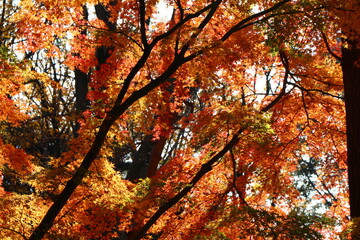 紅葉。秋の東京・世田谷の風景。砧公園にて。