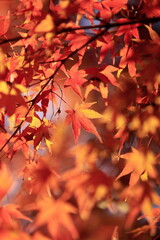 Naklejka na ściany i meble 日本の秋の紅葉