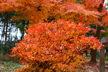 紅葉。秋の東京・世田谷の風景。旧小坂邸にて。