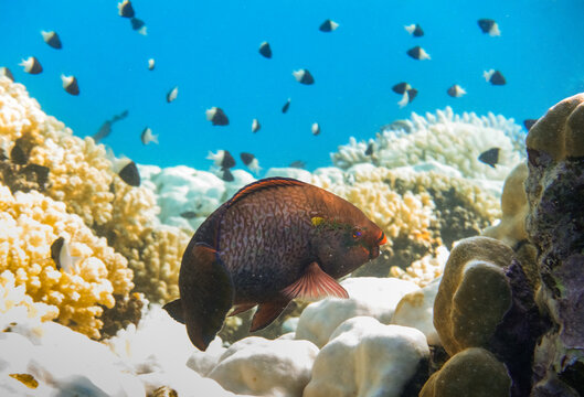 black parrotfish over corals with whitetail dascyllus fishes in the background