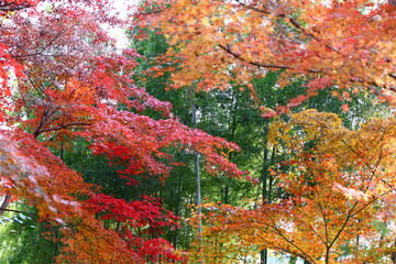 紅葉。秋の東京・世田谷の風景。旧小坂邸にて。