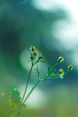 White daisy flowers in a glass blurred background Aster daisy composite flower Asteraceae Compositae,Passerby helping to support the child girl to stand up from on the floor after falling down at park