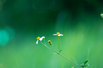 Trailing daisy, Creeping ox-eye, Climbing wedelia and Rabbits paw, flowering plant in Compositae...