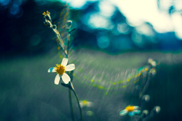 Trailing daisy, Creeping ox-eye, Climbing wedelia and Rabbits paw, flowering plant in Compositae...