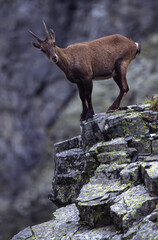 alpine ibex (capra ibex) stambecco