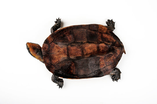 Rotkopf-Plattschildkr&ouml;te // Twist-necked turtle, flat-headed turtle (Platemys platycephala)