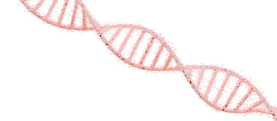 Pink Double Helix DNA Molecule on transparent Background. 3D render.