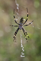wasp spider male in its characteristic web