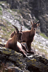 Obraz premium alpine ibex (capra ibex) stambecco