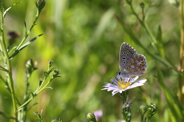 Adonis blue butterfly on a flower astera