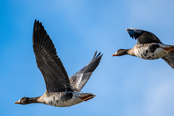 white-fronted goose in flight