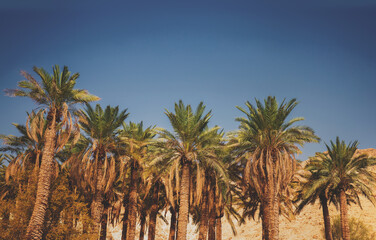 Fototapeta na wymiar Palm trees in the desert. Oasis in the desert. Nature landscape. Ein Gedi, Israel