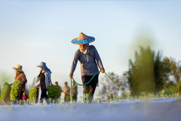 Asian farmer is using hose to watering young vegetable seedling in mulching film field for growing...