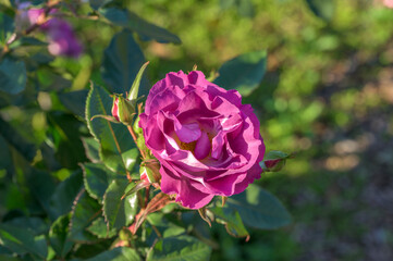 Purple Rose Flower