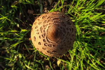 Drum mallet detail close up nature natural composition poisonous