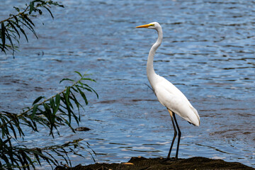 great white heron in the water