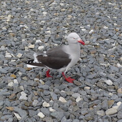 Falkland Islands Bird 1