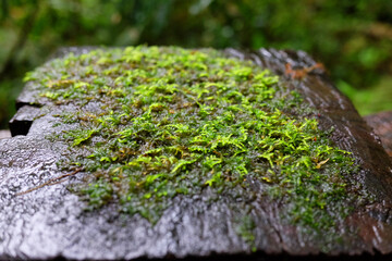 Closed up fresh green fern and moss in Tropical rain forest and jungle with fog in the morning during the rainy season. Wildlife Sanctuary of Thailand