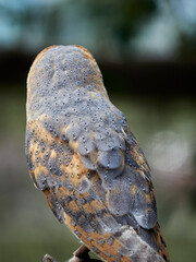 Barn owl. Bird of prey of the barn owl family
