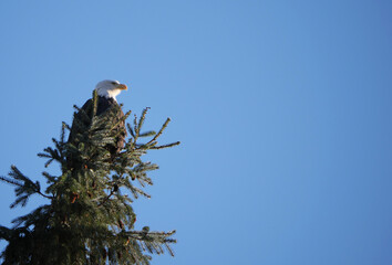 Bald eagle perched on a tree at the Brackendale Eagle Run during a fall season in Squamish, British Columbia, Canada