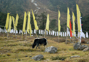 A yak grazing on the backdrop of colorful prayer flags at 12600 ft altitude in Yumthang, North...