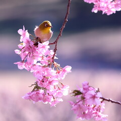 美しい春の桜とメジロ