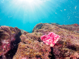 美しいウミトサカ（ソフトコーラル）の群生。

日本国神奈川県足柄下郡真鶴半島琴ヶ浜にて。
2023年11月23日水中撮影。


The Beautiful Soft Coral 