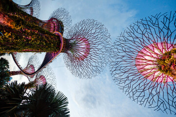Solar-powered supertrees at dusk in Gardens By The Bay, Singapore
